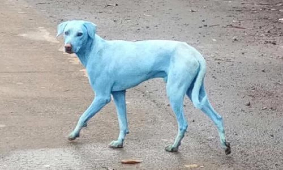 an do cho bi nhuom xanh vi nha may xa thai ra song