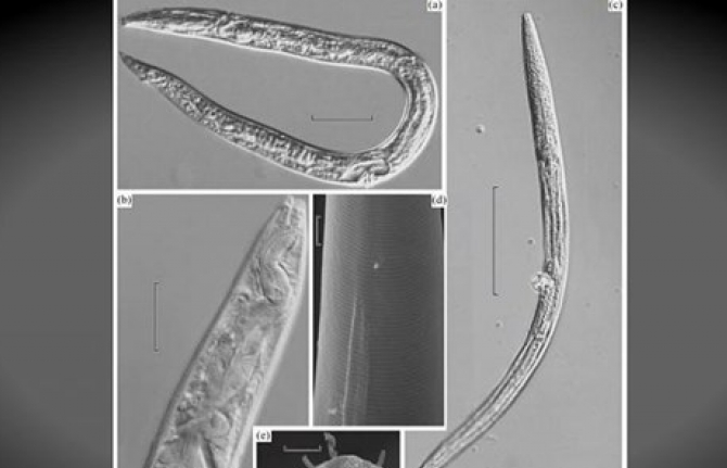 Hồi sinh sau 42.000 năm bị đóng băng