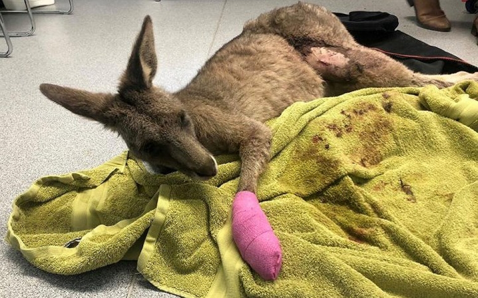 khi dong vat hoang da phai vao benh vien