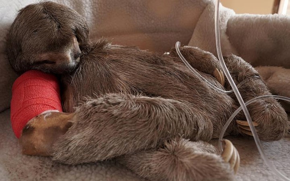 khi dong vat hoang da phai vao benh vien