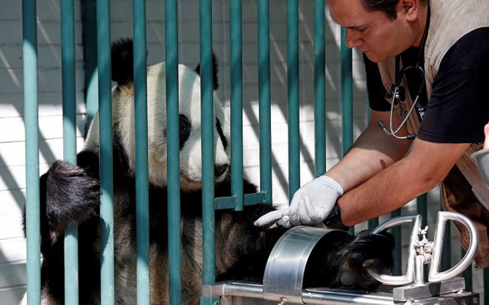 khi dong vat hoang da phai vao benh vien