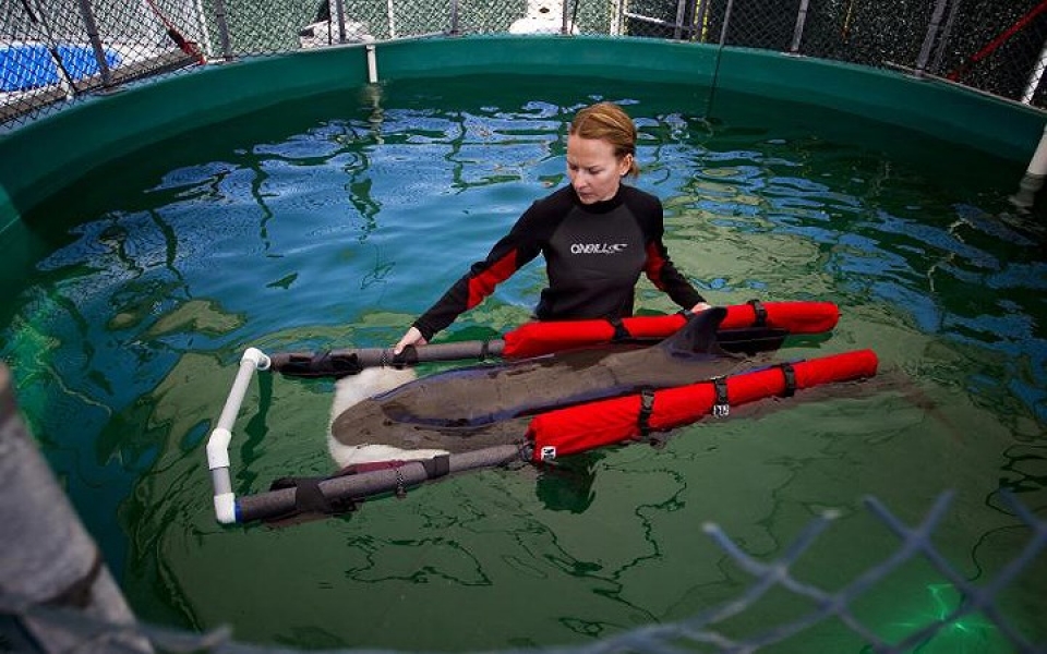 khi dong vat hoang da phai vao benh vien