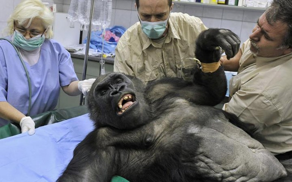 khi dong vat hoang da phai vao benh vien