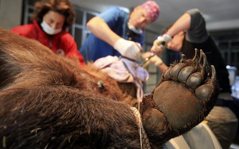 khi dong vat hoang da phai vao benh vien