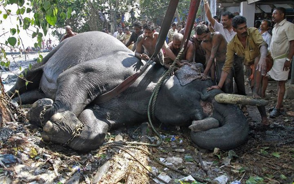 khi dong vat hoang da phai vao benh vien