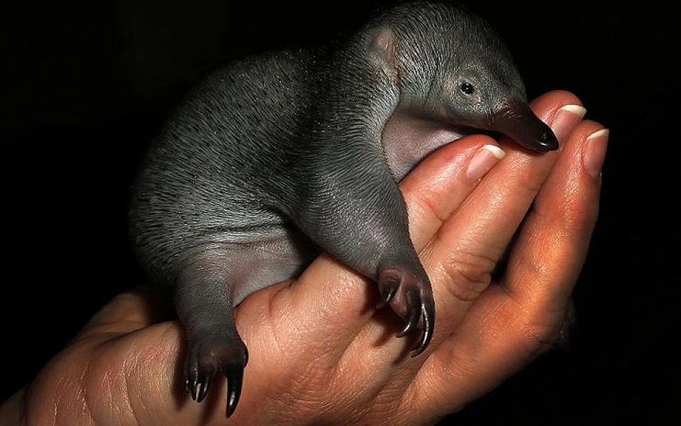 khi dong vat hoang da phai vao benh vien