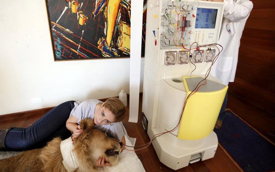 khi dong vat hoang da phai vao benh vien