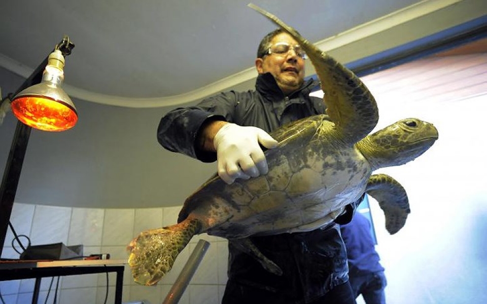 khi dong vat hoang da phai vao benh vien