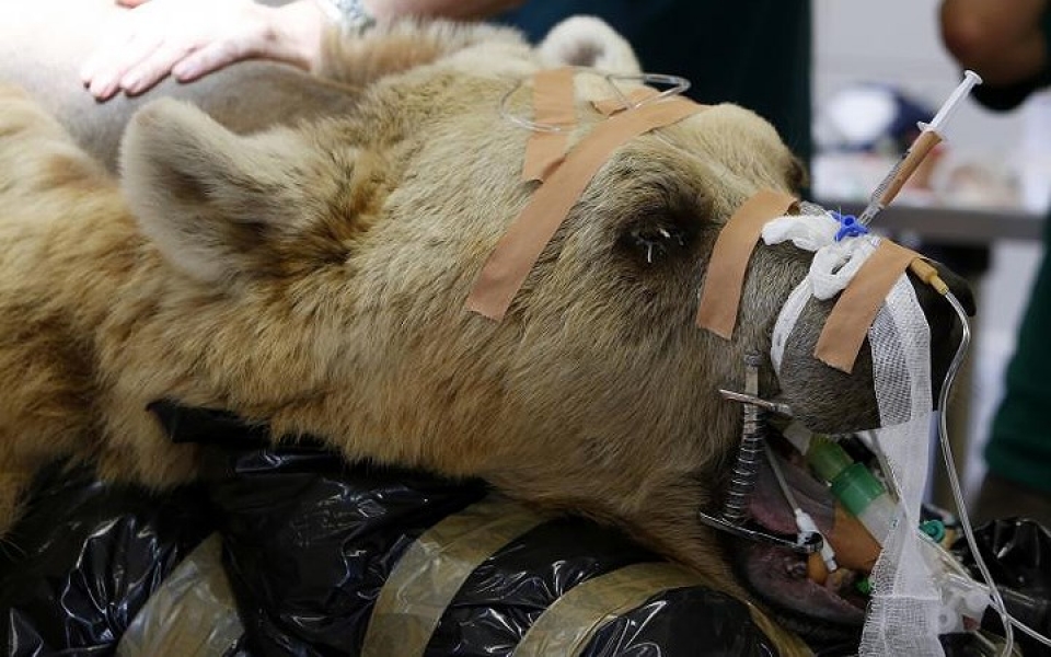 khi dong vat hoang da phai vao benh vien