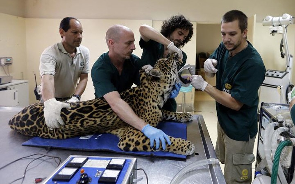 khi dong vat hoang da phai vao benh vien