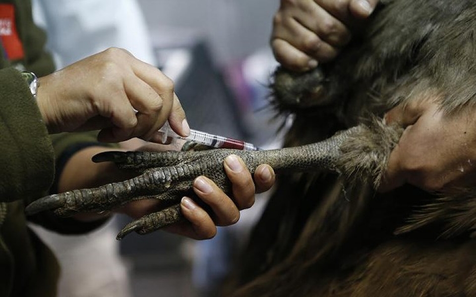 khi dong vat hoang da phai vao benh vien