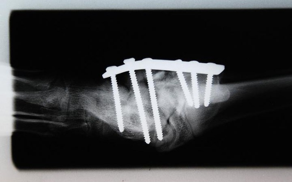 khi dong vat hoang da phai vao benh vien