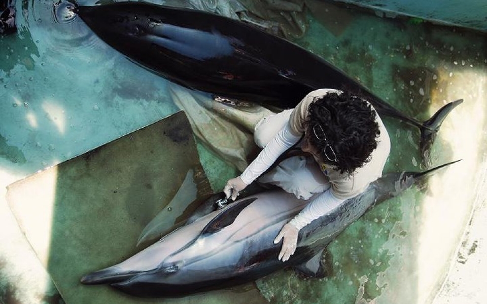 khi dong vat hoang da phai vao benh vien