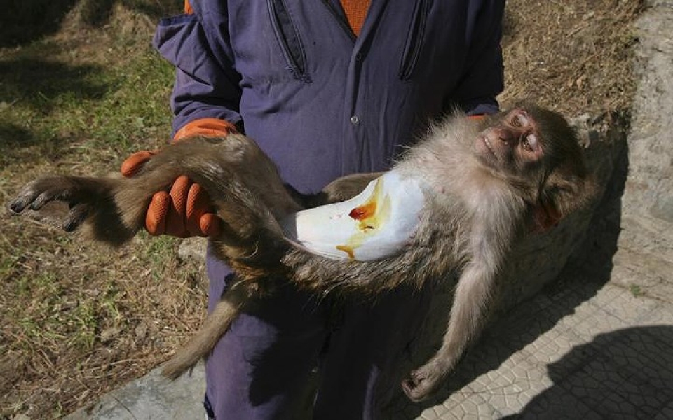 khi dong vat hoang da phai vao benh vien