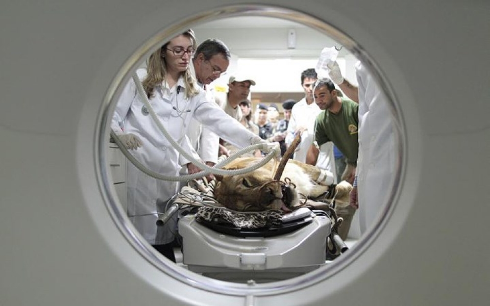 khi dong vat hoang da phai vao benh vien