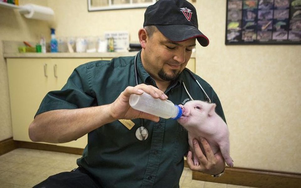 khi dong vat hoang da phai vao benh vien