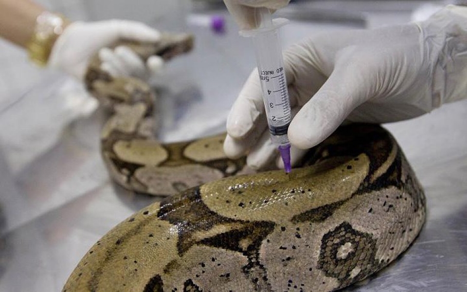 khi dong vat hoang da phai vao benh vien