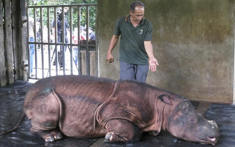 khi dong vat hoang da phai vao benh vien