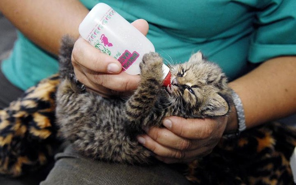 khi dong vat hoang da phai vao benh vien