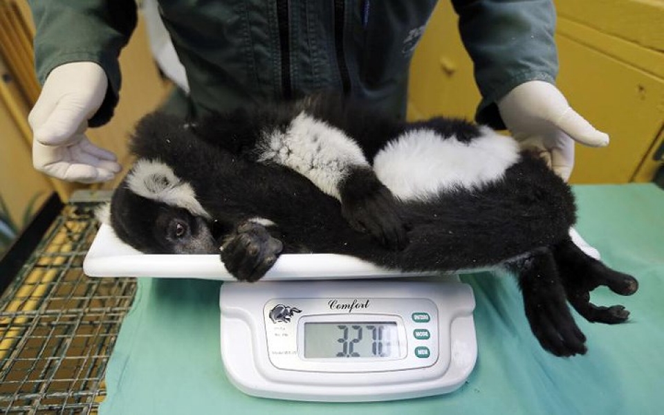 khi dong vat hoang da phai vao benh vien