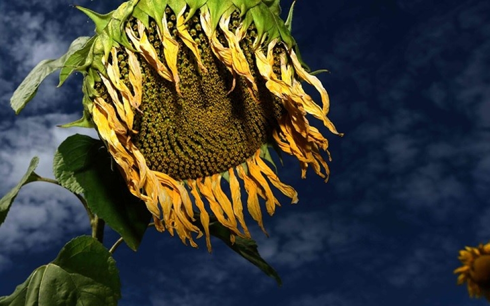 tram phuong ngan ke chong choi nang nong ky luc tren khap the gioi