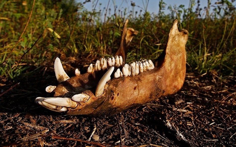 tram phuong ngan ke chong choi nang nong ky luc tren khap the gioi