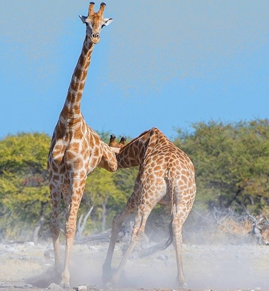 bat ngo ve man dau vo tan khoc giua 2 chu huou cao co