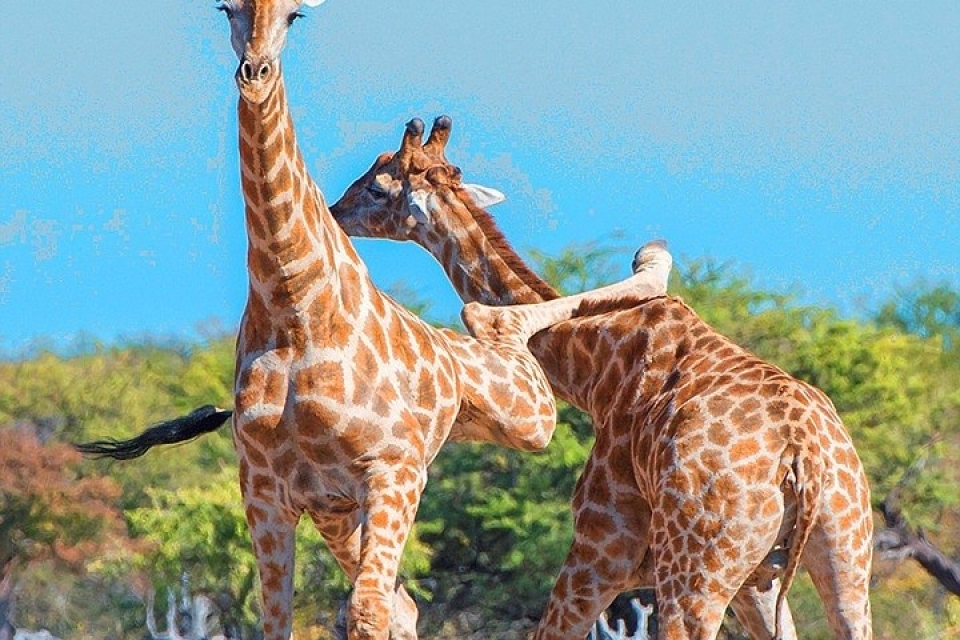 bat ngo ve man dau vo tan khoc giua 2 chu huou cao co