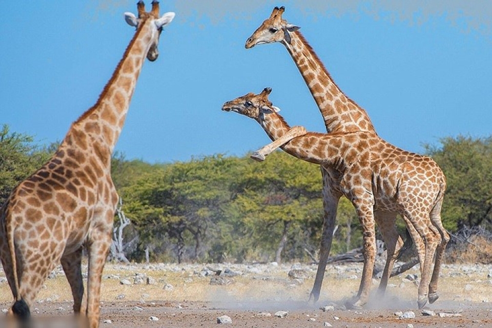 bat ngo ve man dau vo tan khoc giua 2 chu huou cao co