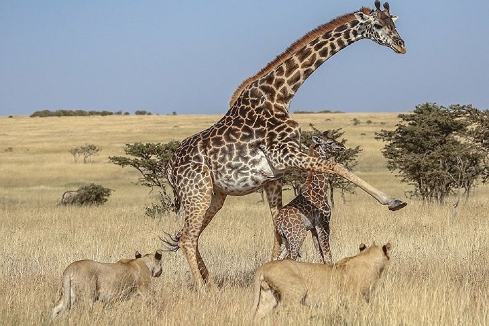 bat ngo ve man dau vo tan khoc giua 2 chu huou cao co