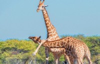 Bất ngờ về màn đấu võ “tàn khốc” giữa 2 chú hươu cao cổ