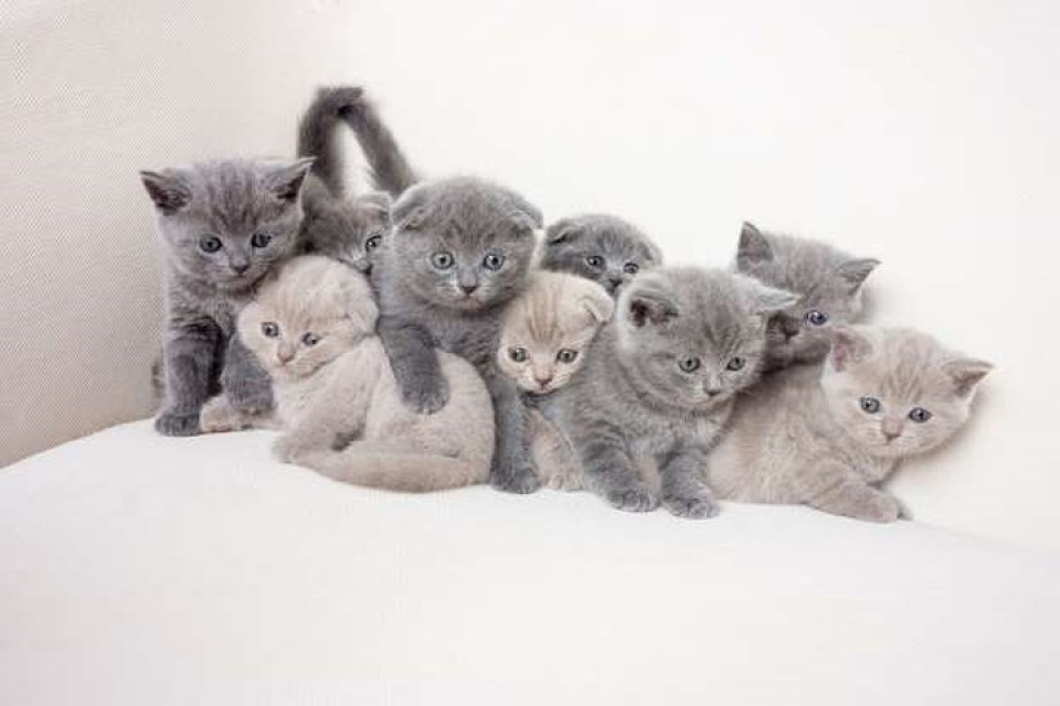 tan chay truoc loat anh sieu dang yeu cua nhung be meo