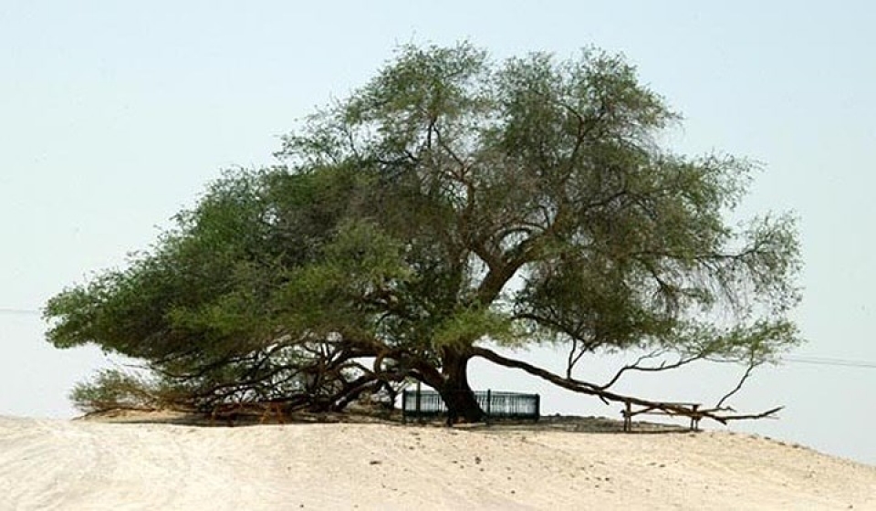 canh dep xu so bahrain