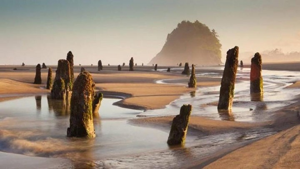 Mỹ: “Rừng ma” 2.000 năm tuổi bất ngờ xuất hiện ở bờ biển bi an khu rung ma 2000 nam tuoi xuat hien tren mat bien nuoc my