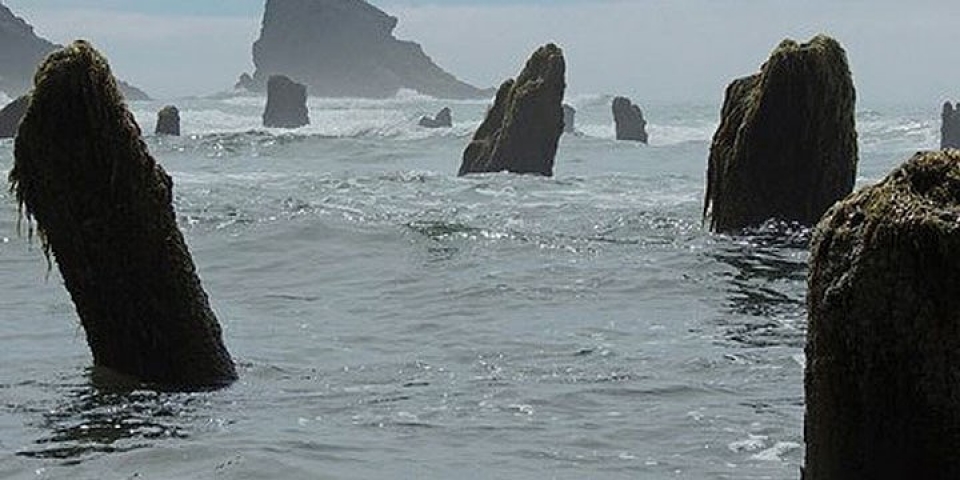 Mỹ: “Rừng ma” 2.000 năm tuổi bất ngờ xuất hiện ở bờ biển bi an khu rung ma 2000 nam tuoi xuat hien tren mat bien nuoc my