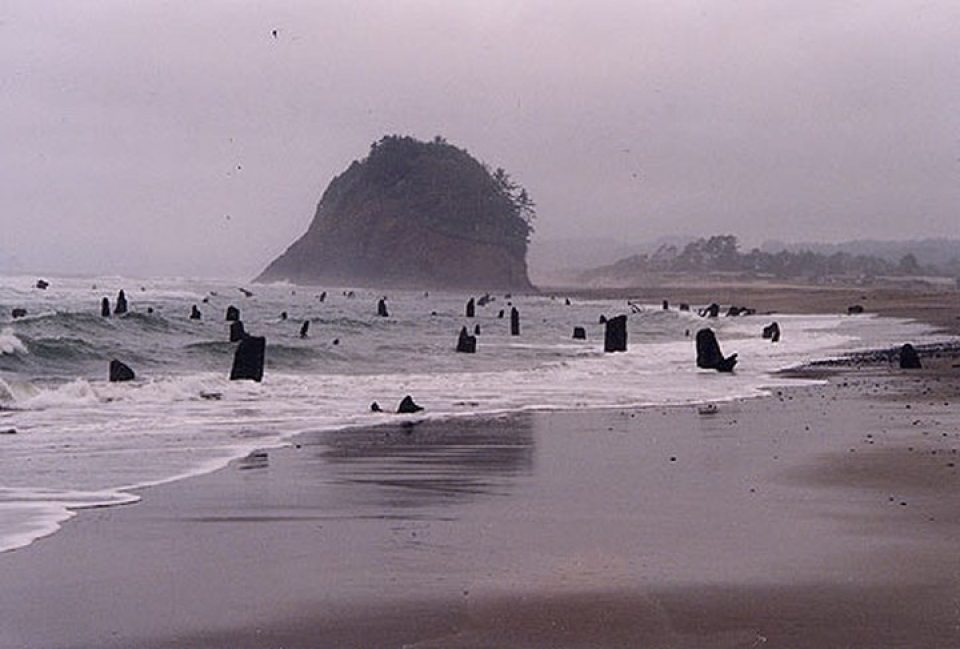 Mỹ: “Rừng ma” 2.000 năm tuổi bất ngờ xuất hiện ở bờ biển bi an khu rung ma 2000 nam tuoi xuat hien tren mat bien nuoc my