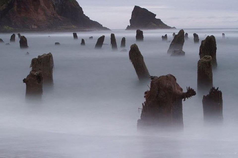 Mỹ: “Rừng ma” 2.000 năm tuổi bất ngờ xuất hiện ở bờ biển bi an khu rung ma 2000 nam tuoi xuat hien tren mat bien nuoc my