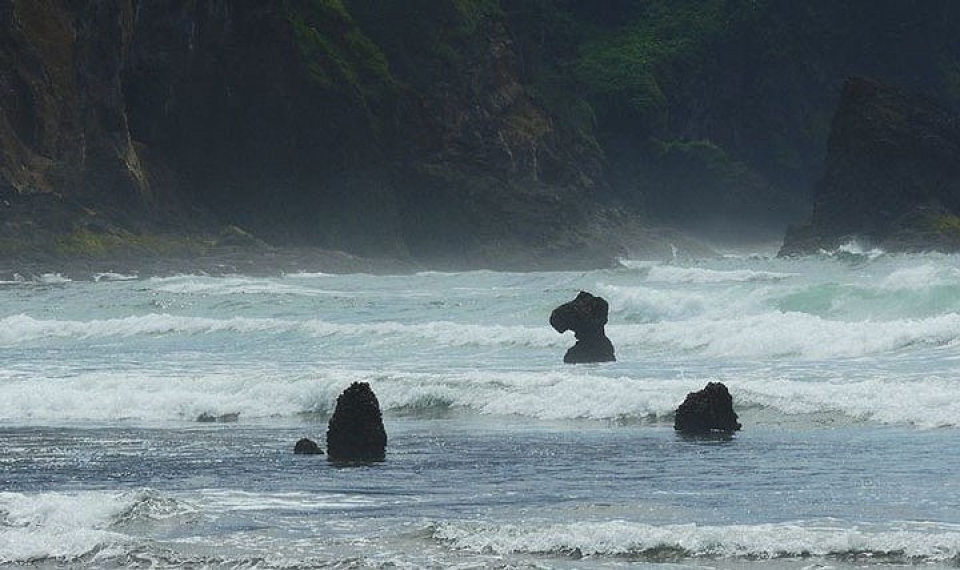 Mỹ: “Rừng ma” 2.000 năm tuổi bất ngờ xuất hiện ở bờ biển bi an khu rung ma 2000 nam tuoi xuat hien tren mat bien nuoc my