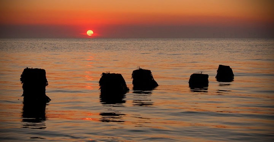 Mỹ: “Rừng ma” 2.000 năm tuổi bất ngờ xuất hiện ở bờ biển bi an khu rung ma 2000 nam tuoi xuat hien tren mat bien nuoc my