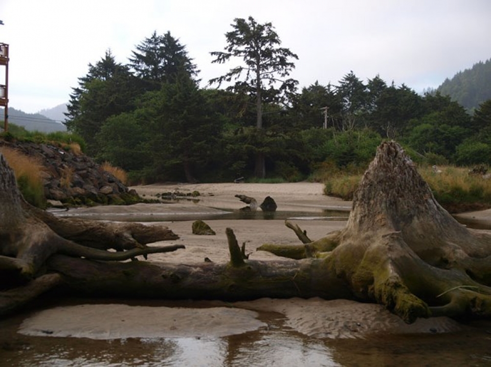 Mỹ: “Rừng ma” 2.000 năm tuổi bất ngờ xuất hiện ở bờ biển bi an khu rung ma 2000 nam tuoi xuat hien tren mat bien nuoc my