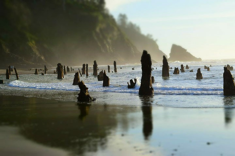 Mỹ: “Rừng ma” 2.000 năm tuổi bất ngờ xuất hiện ở bờ biển bi an khu rung ma 2000 nam tuoi xuat hien tren mat bien nuoc my