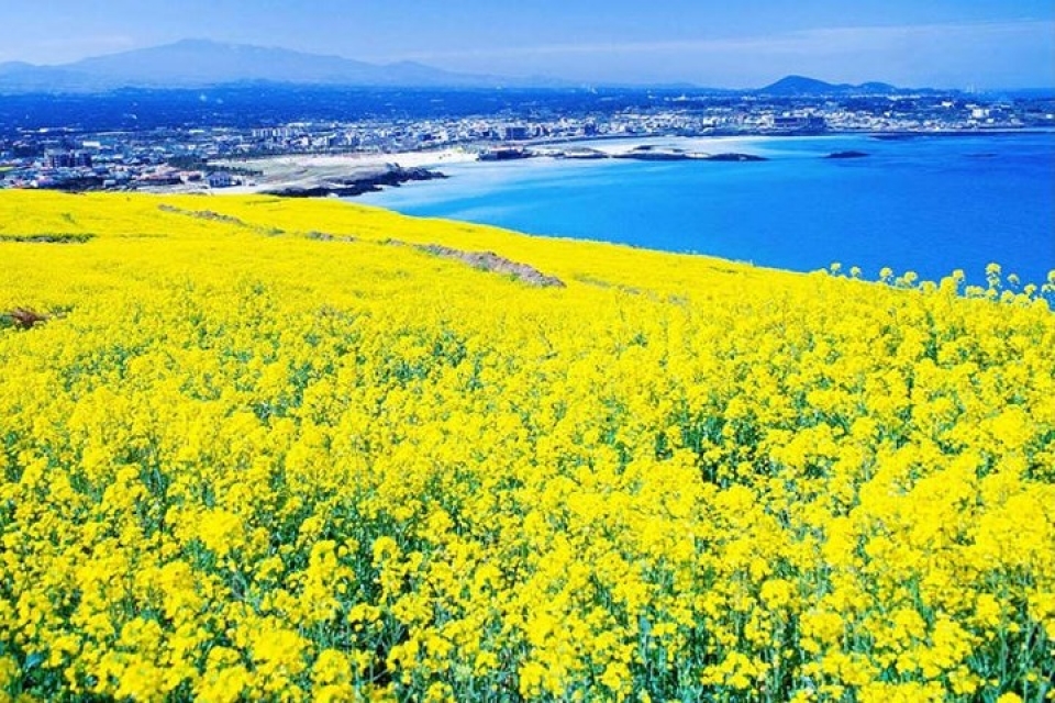 kham pha xu kim chi truoc tran cau sinh tu olympic viet nam han quoc