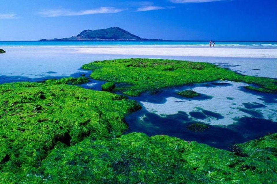 kham pha xu kim chi truoc tran cau sinh tu olympic viet nam han quoc