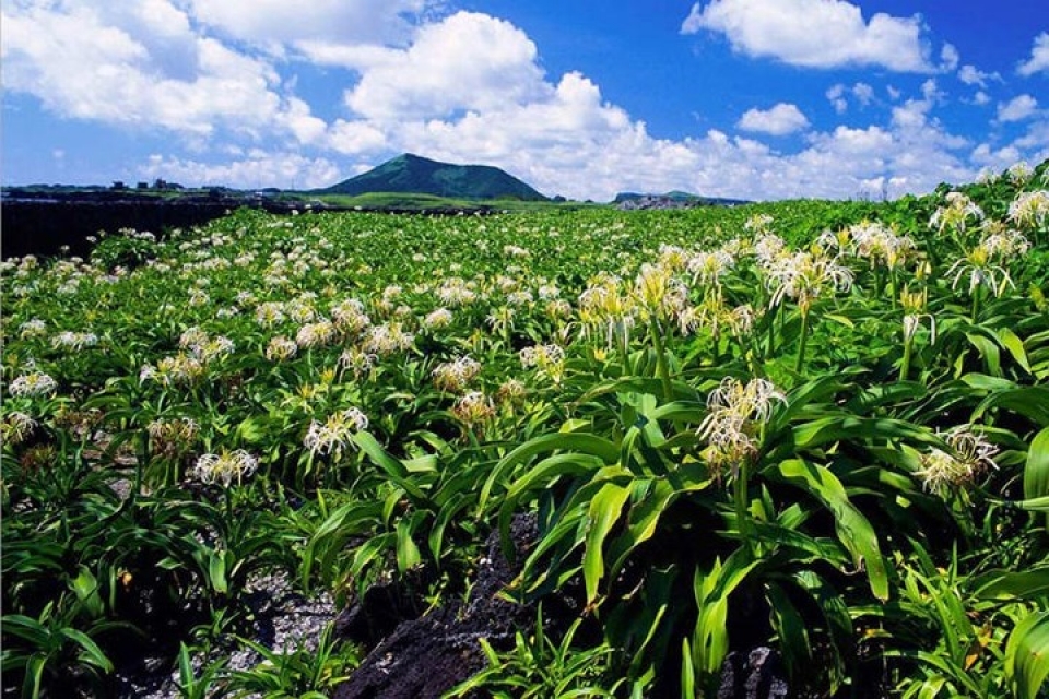 kham pha xu kim chi truoc tran cau sinh tu olympic viet nam han quoc