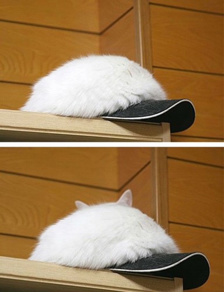 ngo ngang truoc tai tron tim co 1 khong 2 cua cac thanh meo