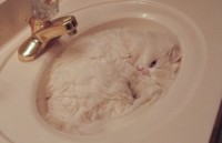 chu meo suyt chet vi bi quay hon 30 phut trong may giat