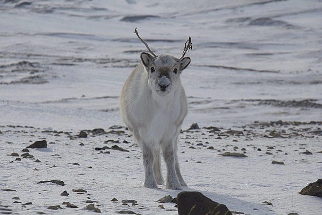 200 con tuan loc chet doi tren quan dao bac cuc do bien doi khi hau