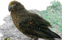 Phát hiện hoá thạch loài vẹt lớn nhất trên Trái đất