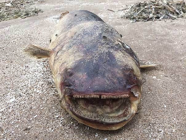 thuy quai rang nhon hoat dat bo song volga