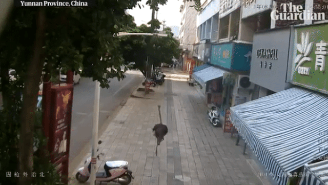 'Chết cười' với cảnh chú đà điểu xổng chuồng gây náo loạn đường phố chet cuoi voi canh chu da dieu xong chuong gay nao loan duong pho